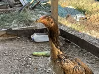Chickens — عکس 7