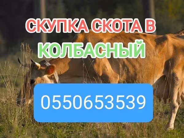 Чорвои калон