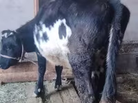 วัวตัวเมีย, Russian Black pied cattle — รูปภาพ 1