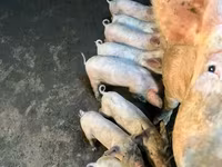 Scroafă, Porci — foto 2