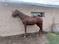 Cavallo, Friesian sport horse — foto 3