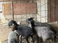 مینڈھا, بھیڑیں — تصویر 3