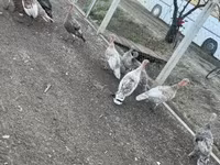 Turkeys — fotografija 2