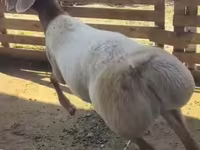 قوچ, Arashan sheep — عکس 1