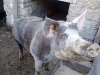 Doofaar lab, Pigs — sawirka 3
