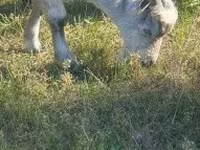 تيس, Alpine goat — الصورة 2