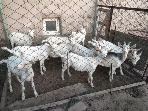 بز (گروه، جنسیت مشخص نشده), Saanen goat