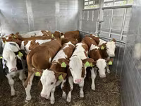 Бик, Simmental cattle — фото 2