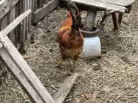 Chickens — акс 1