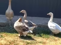 Geese — 사진 3
