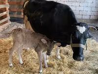 Ko, Holstein-race — foto 6