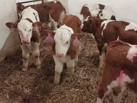Lembu jantan, Simmental cattle — foto 1