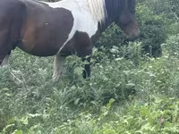 Cavalo, Cavalos — foto 4