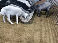 Kambing jantan, Sheep — foto 4