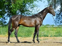 Kůň, Akhal-Teke — foto 2