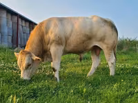 Bull, Blonde d’Aquitane cattle — photo 2
