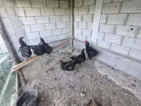 Chickens — عکس 3