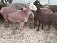 Wad, Sheep — sawirka 1