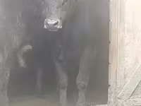 Bulle, Aberdeen-Angus — Foto 5