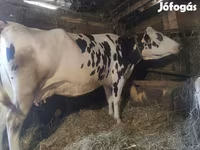 گائے, Russian Black pied cattle — تصویر 1