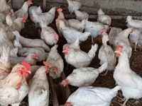 Chickens — புகைப்படம் 1