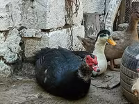 Ducks — foto 3