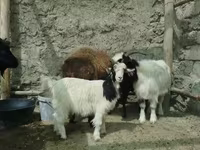 بز ماده, بز — عکس 5