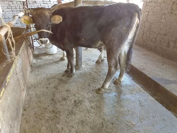 Krava, Russian Black pied cattle
