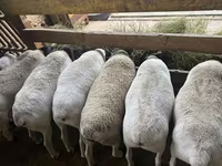میش, Dorper sheep — عکس 3