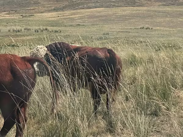 Toro, Aberdeen Angus
