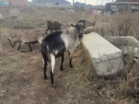 Billy Goat, Alpine goat — photo 1