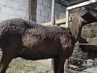 Ոչխար, Hissar sheep — լուսանկար 1