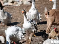 Geese — تصویر 5