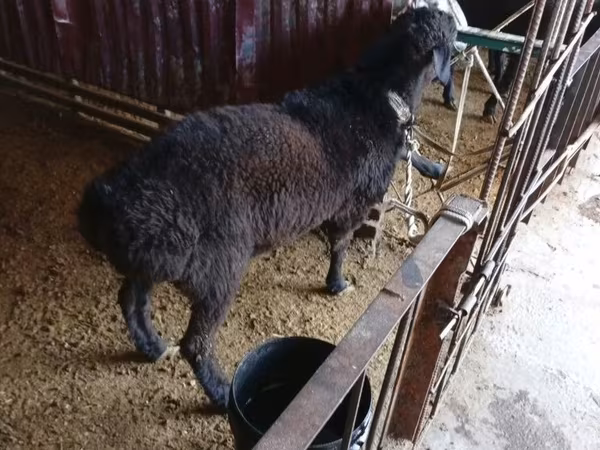 Κριός, Hissar sheep
