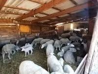 Biri-biri betina, Sheep — foto 3