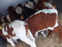 گاو نر, Simmental cattle — عکس 4