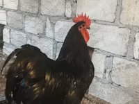 Chickens — zdjęcie 2