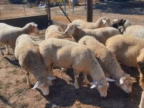 Баран, Ile-de-France sheep