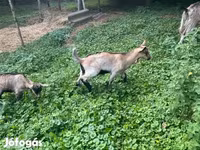 Kambing jantan, Goats — foto 1