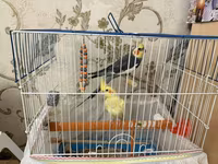 Məhsul: Nimfa (cockatiel) cütü və qəfəs dəsti Dişi ve Erkek, disi 6 — zdjęcie 2