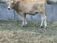 İnek, Sığır — foto 4