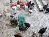 Chickens — foto 3