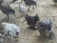 Guinea fowl — الصورة 2
