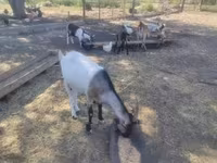 Mbuzi jike, Mbuzi — picha 4