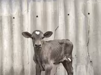 گاو نر, Swiss cattle — عکس 7