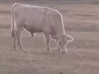 Lembu jantan, Cattle — foto 1
