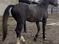 اسب نر, Orlov Trotter — عکس 5