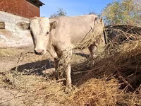 Lembu jantan, Cattle — foto 2