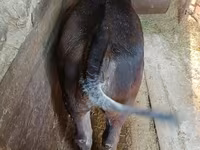 گائے, Swiss cattle — تصویر 7