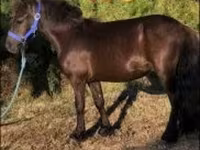 Faras, Dutch warmblood horse — sawirka 2